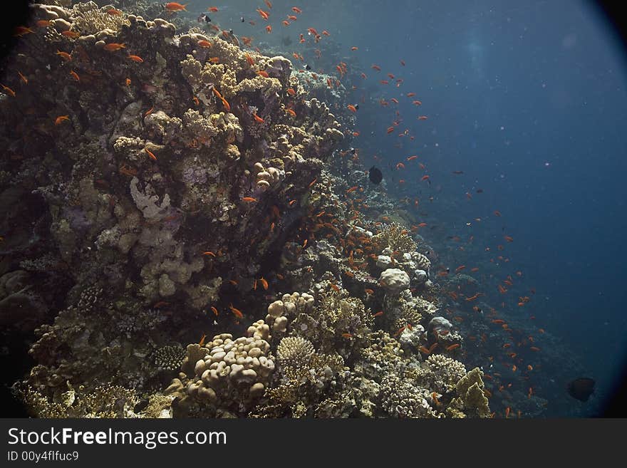 Coral and fish taken in the Red Sea.