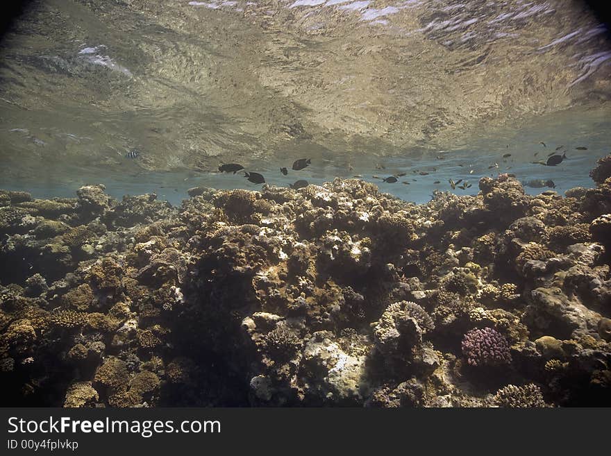 Coral and fish taken in the Red Sea.