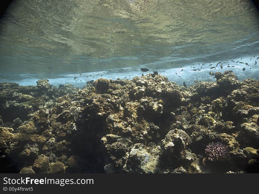 Coral and fish taken in the Red Sea.