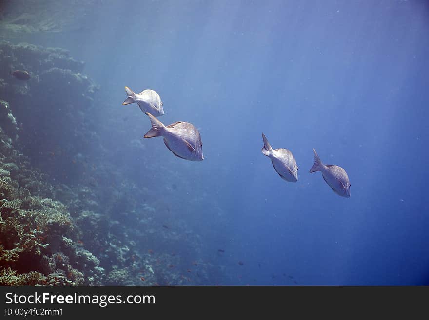 Mahsena emperor (lethrinus mahsena) taken in the Red Sea.