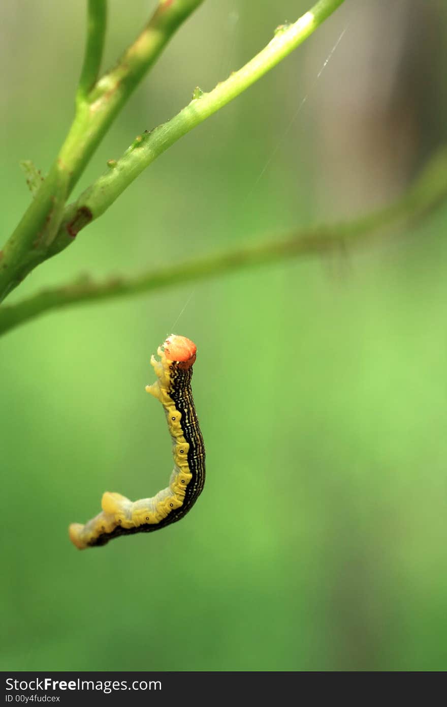 Close up portrait of a small caterpillar climbing to its next meal