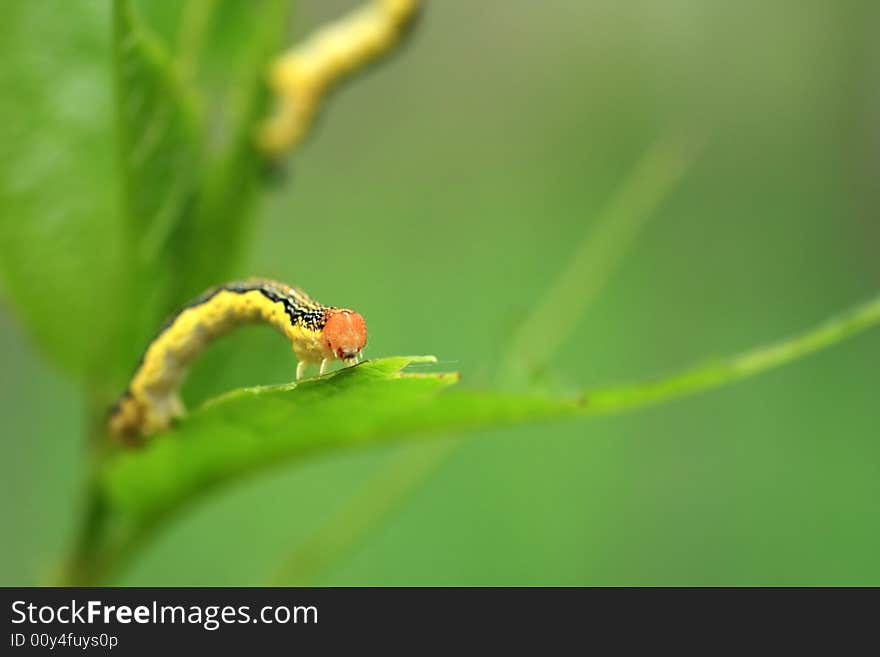 Close up portrait of a small caterpillar climbing to its next meal. Close up portrait of a small caterpillar climbing to its next meal