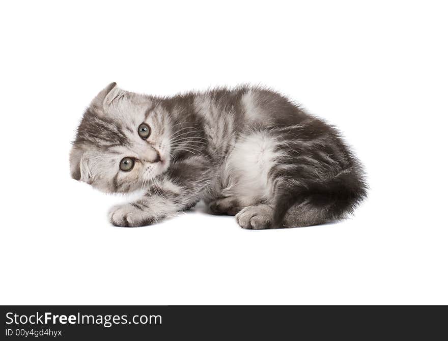 Funny kitten isolated over white