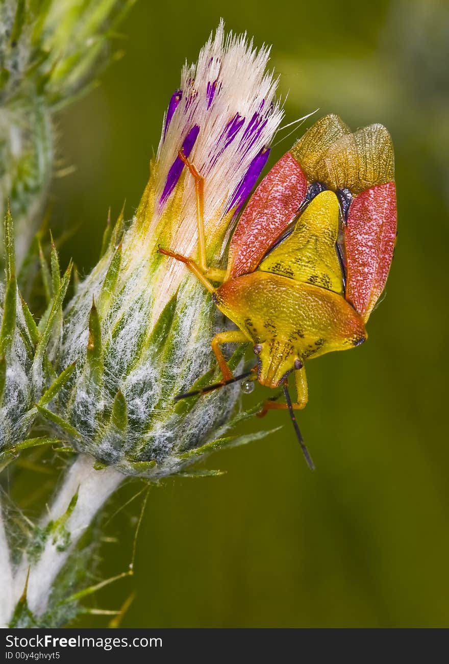 Close up on a bug in the field