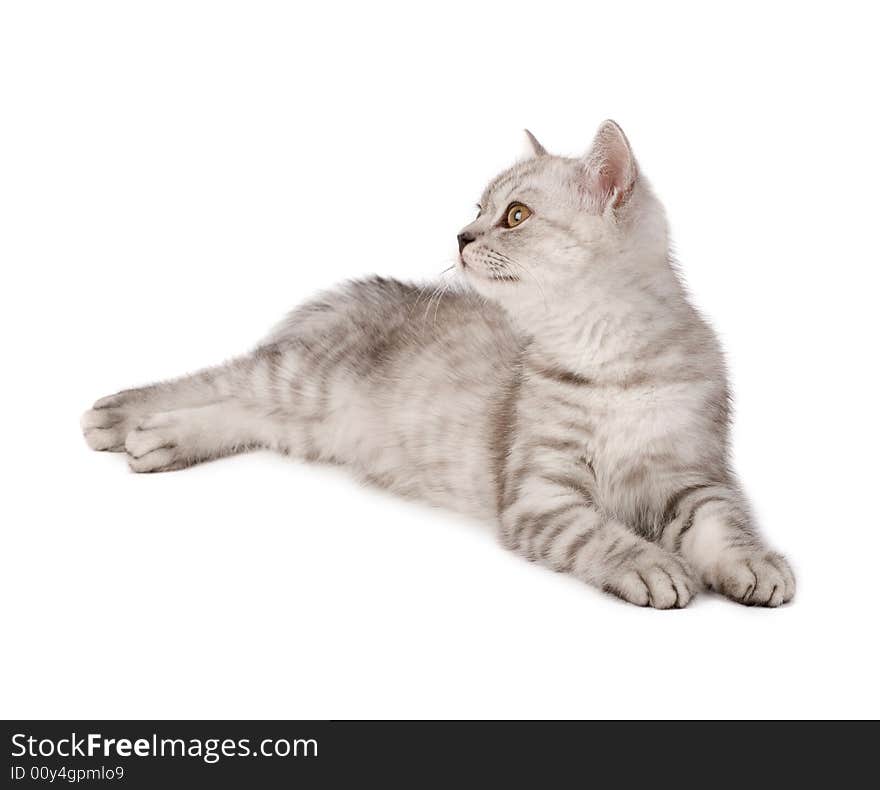 Cute kitten isolated over white