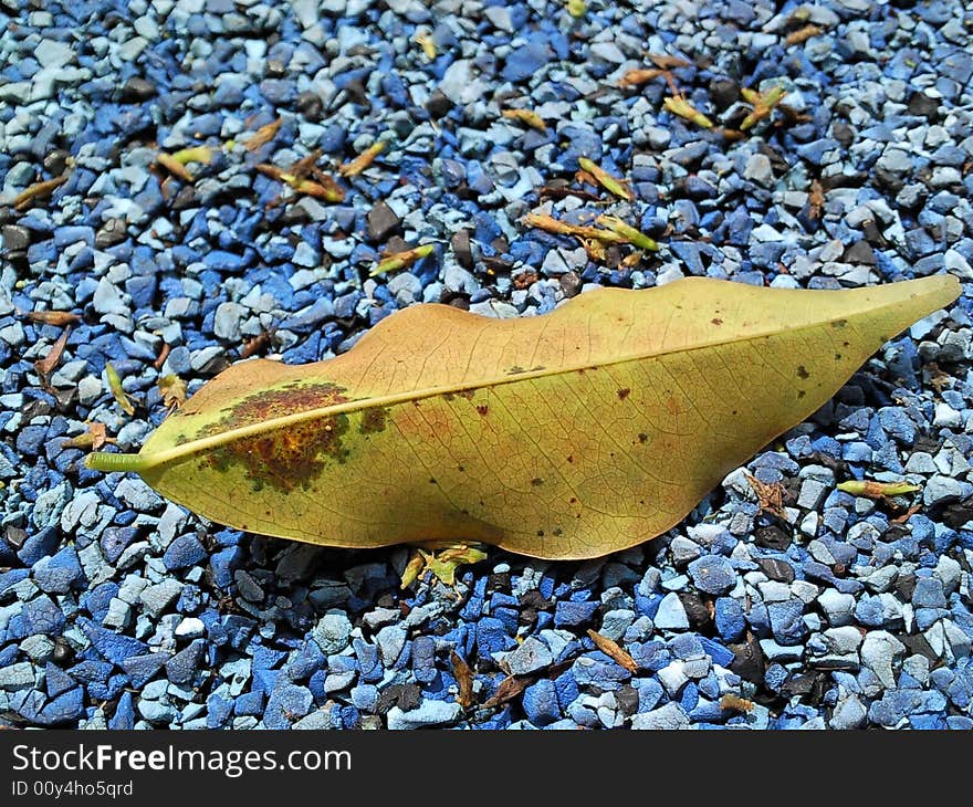 A dead leaf with a sun burned spot that was on the ground. A dead leaf with a sun burned spot that was on the ground.
