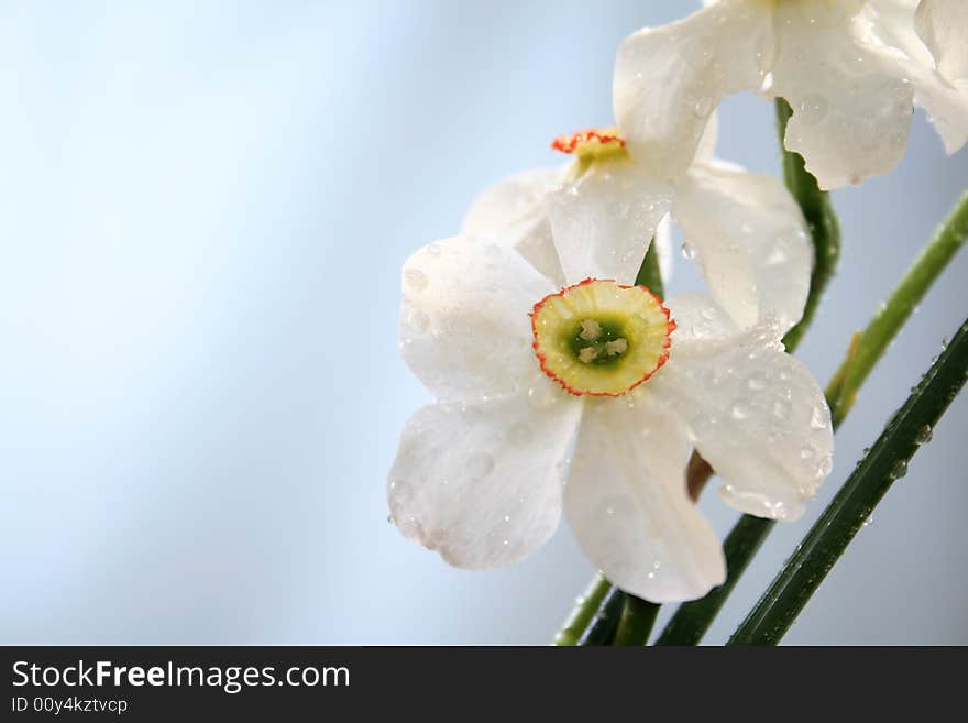 Close-up view to the narcissus on blue background