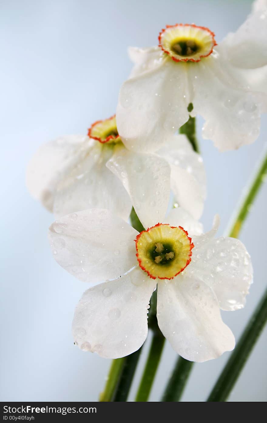 Close-up view to the narcissus on blue background