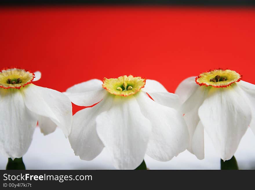 Close-up view to the narcissus on red background