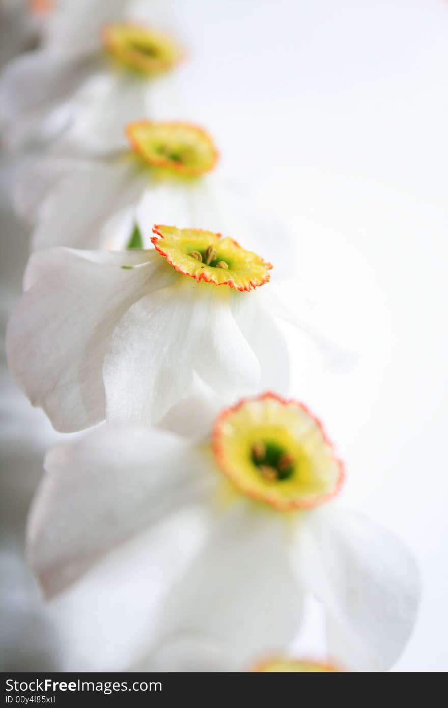 Close-up view to the narcissus on white background