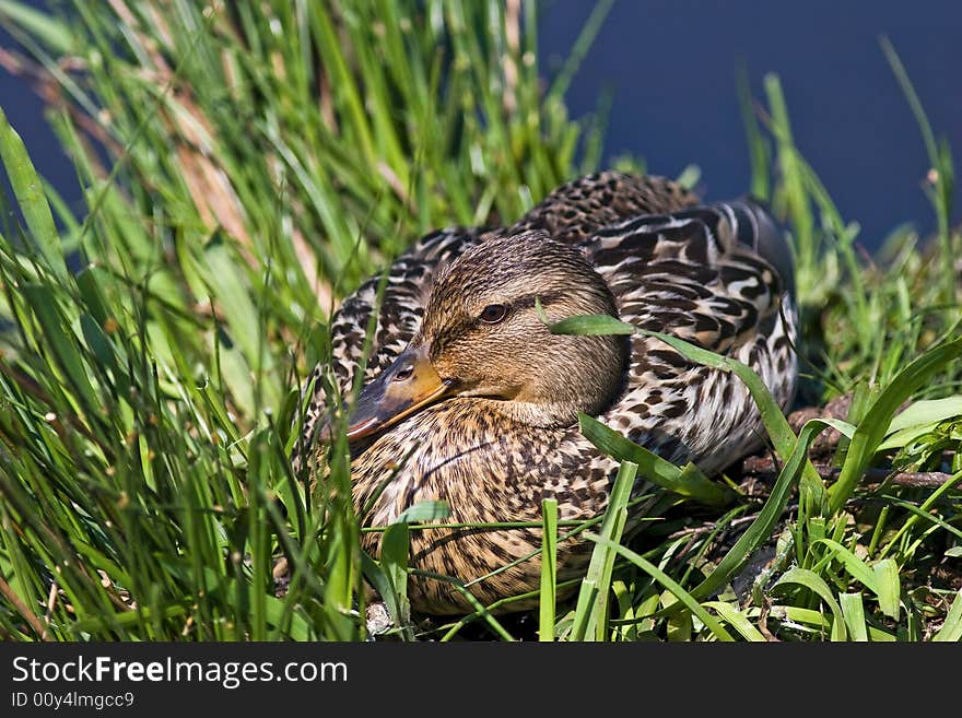 Nesting Mallard