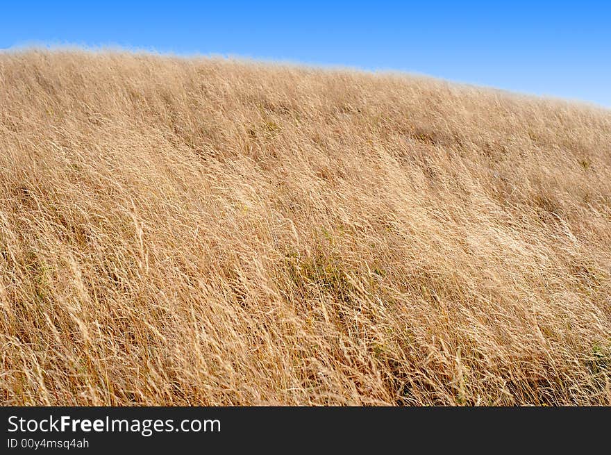 Boundless Grassland