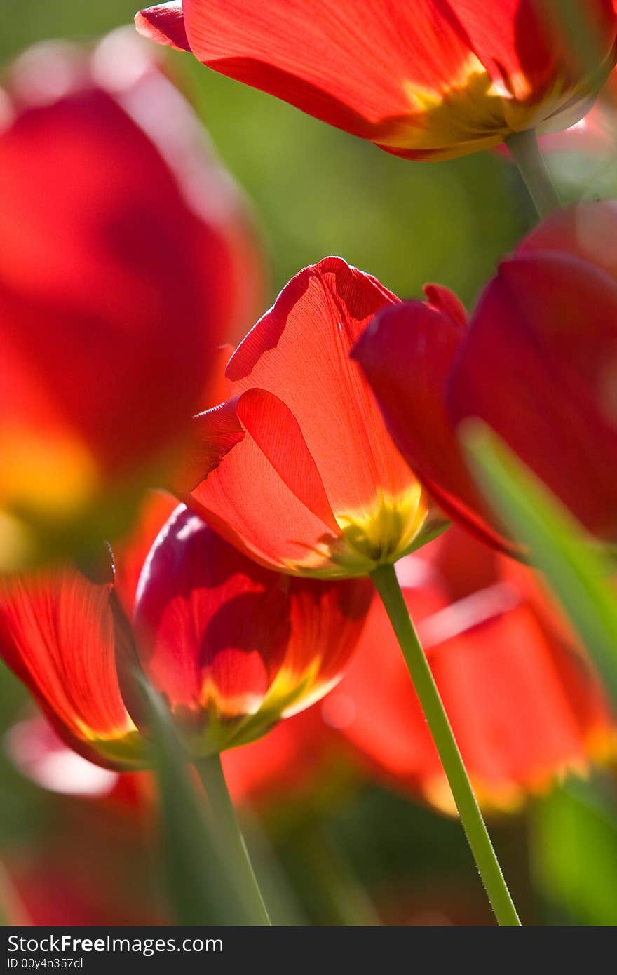 Beautiful red tulips