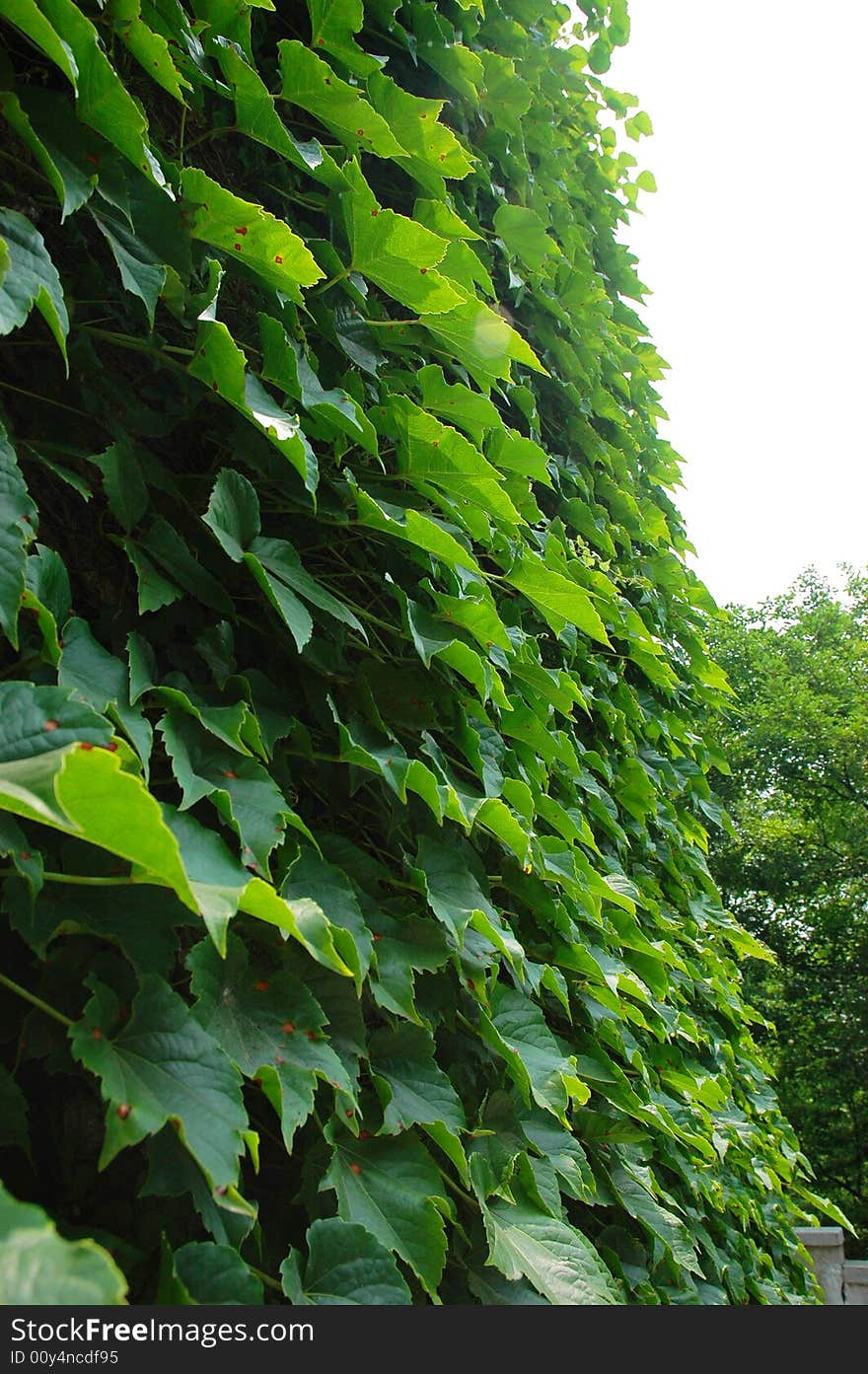 The leaf in the sunshine of the plant in a garden. The leaf in the sunshine of the plant in a garden