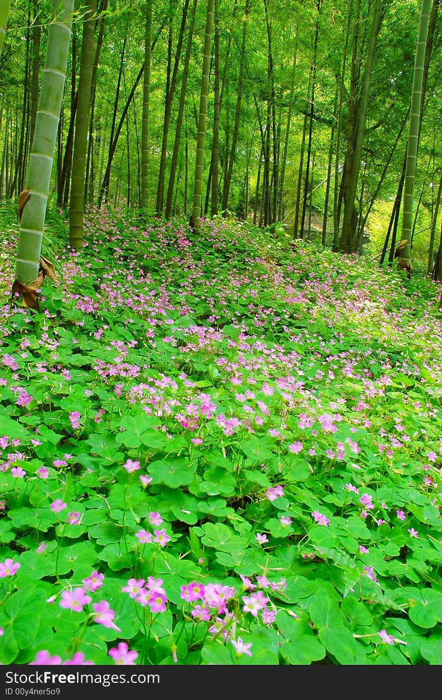 Flower and bamboo