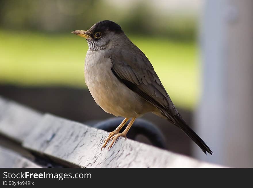 Austral Thrush, Turdus Falklandii Magellanicus