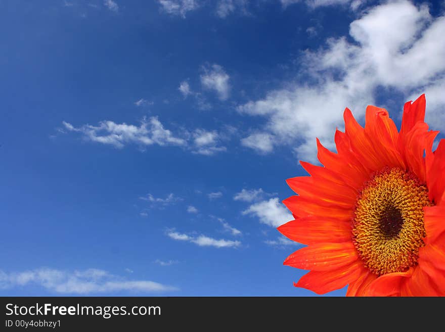 Orange Sunflower