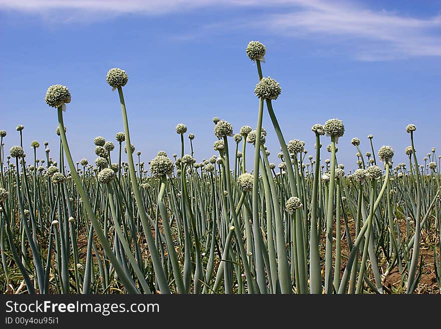 Onion flowers