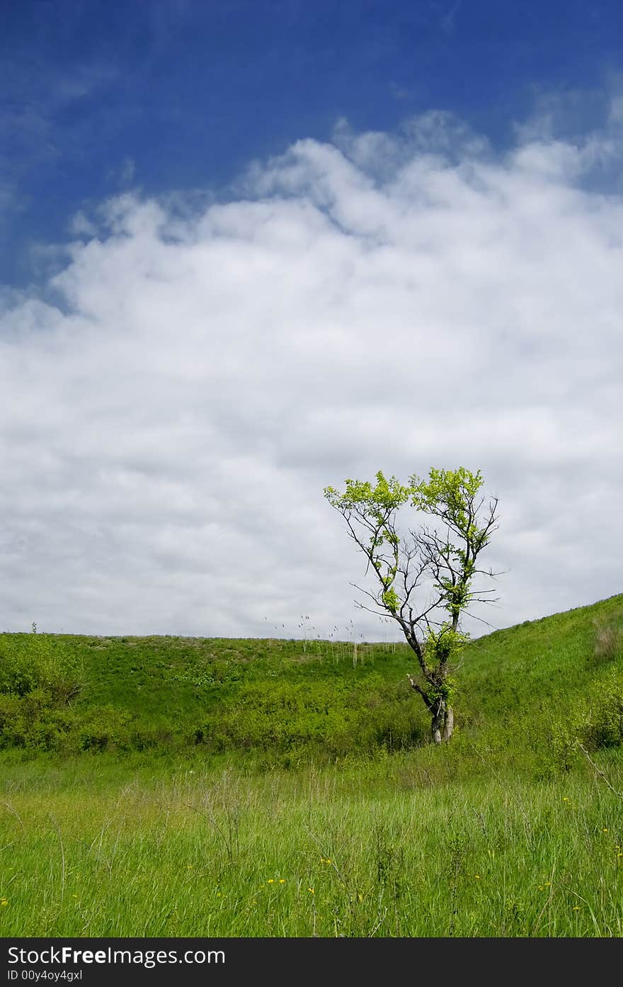 Spring landscape with a tree on the hill