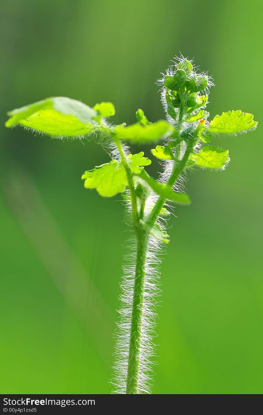 Close-up green flower