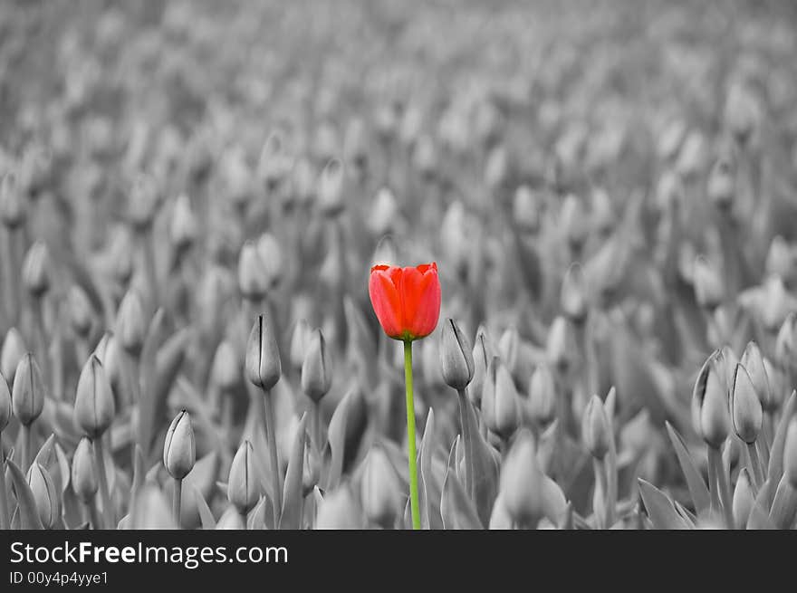 One tulip blossoms in the field. One tulip blossoms in the field