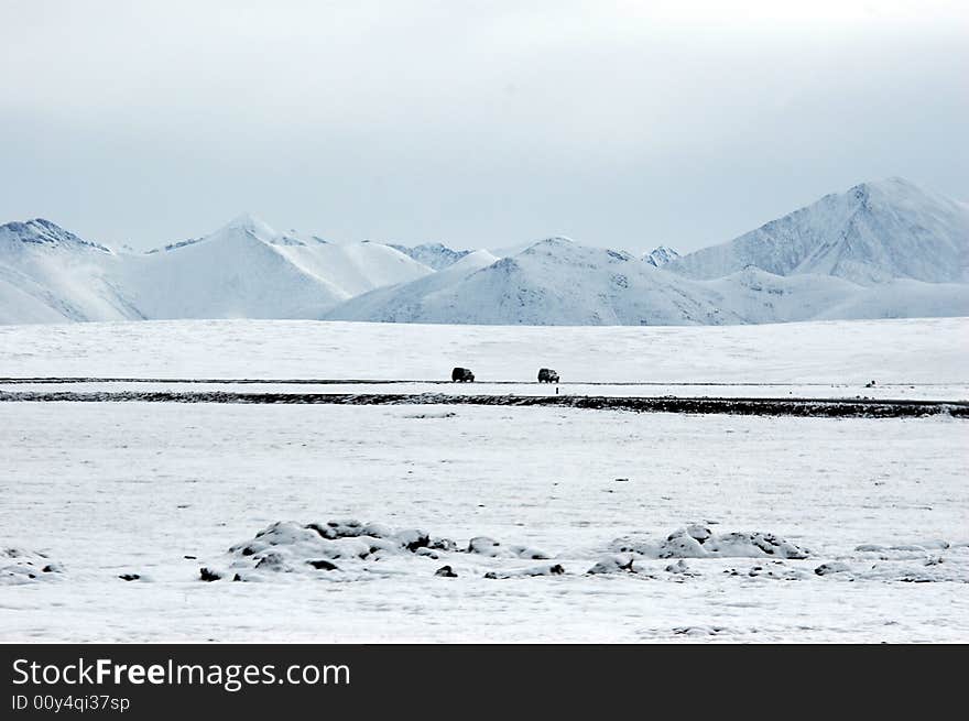 The winter Tibetan snowland at the great snow mountains,Nyainqntanglha Mountains,Tibet,China. The winter Tibetan snowland at the great snow mountains,Nyainqntanglha Mountains,Tibet,China.