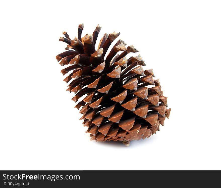 Pine cone