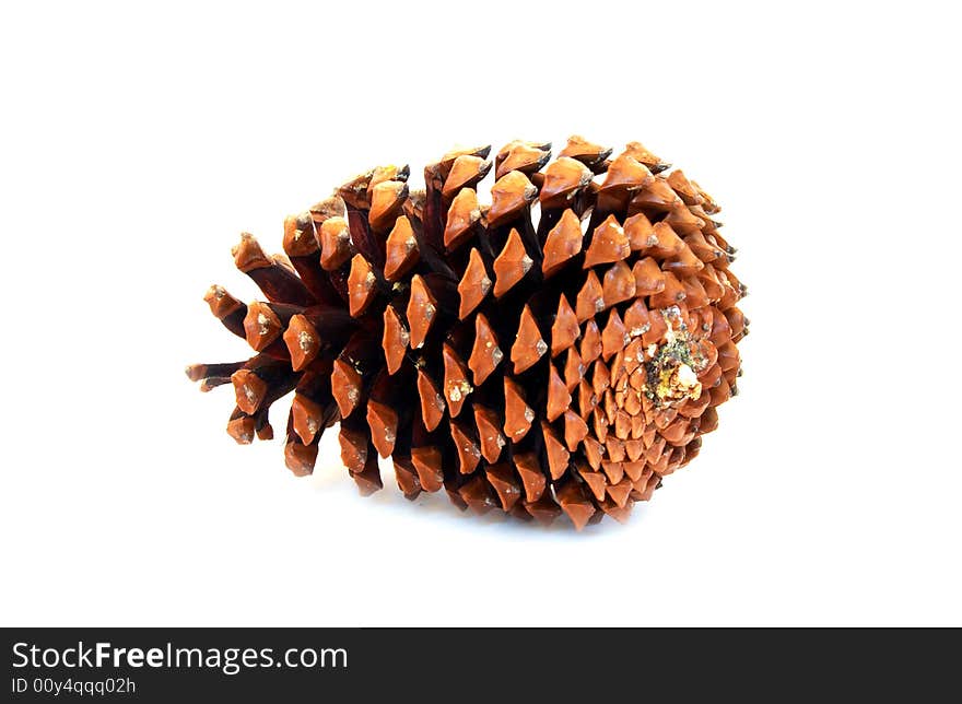 Pine cone