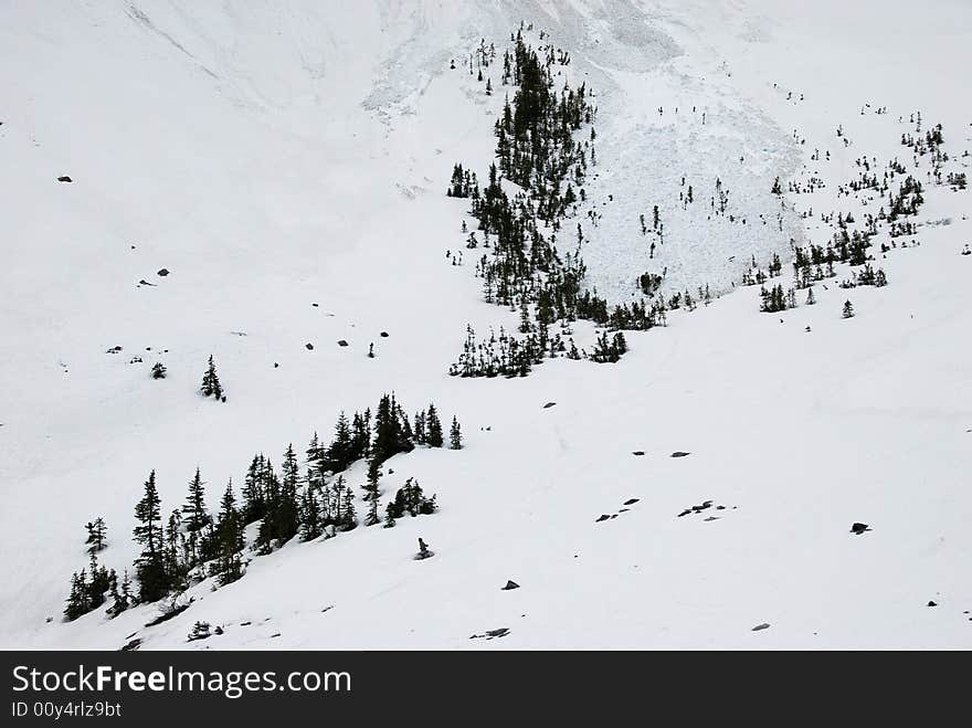 Pines on the snow