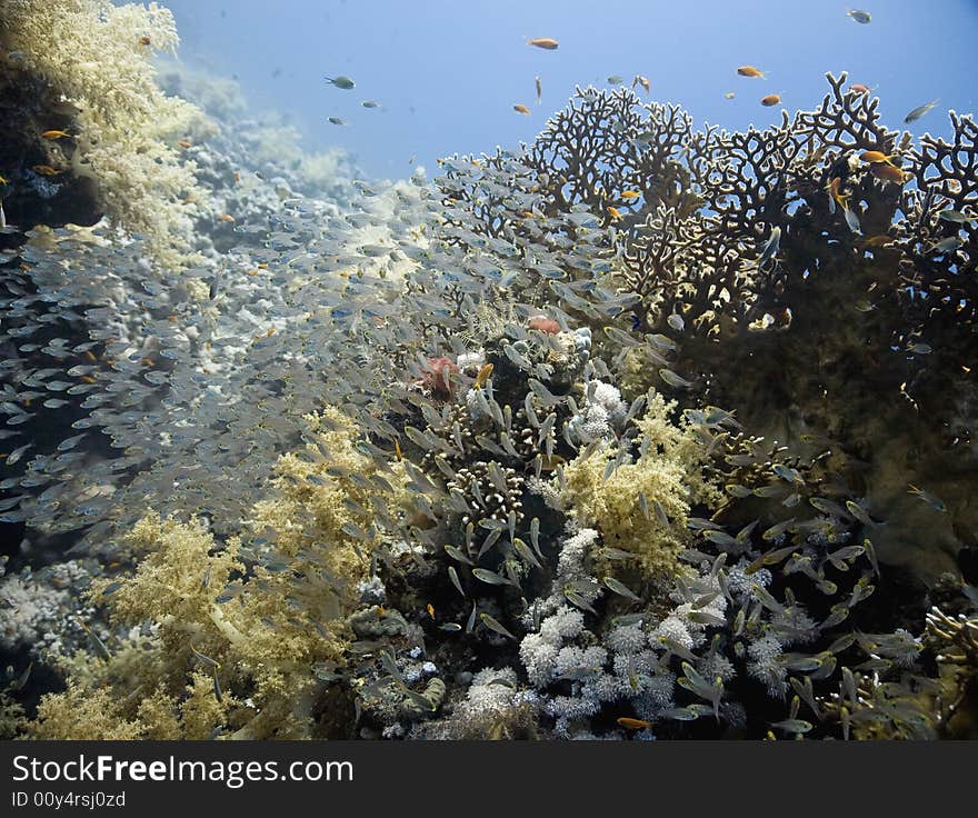 Coral and fish taken in the Red Sea.