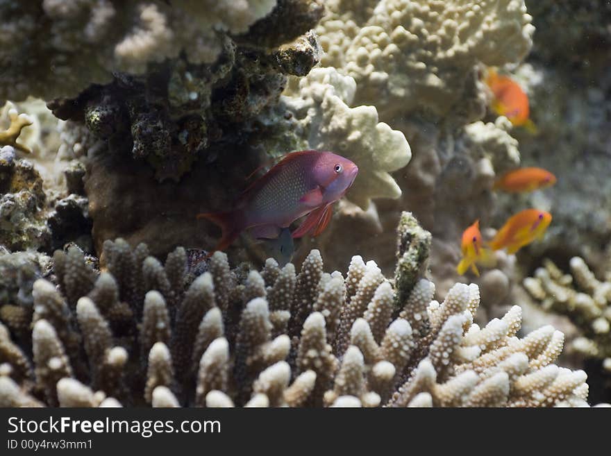 Coral and fish taken in the Red Sea.