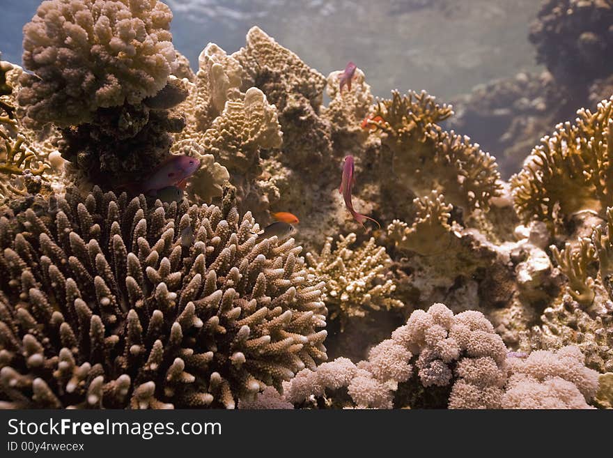 Coral and fish taken in the Red Sea.