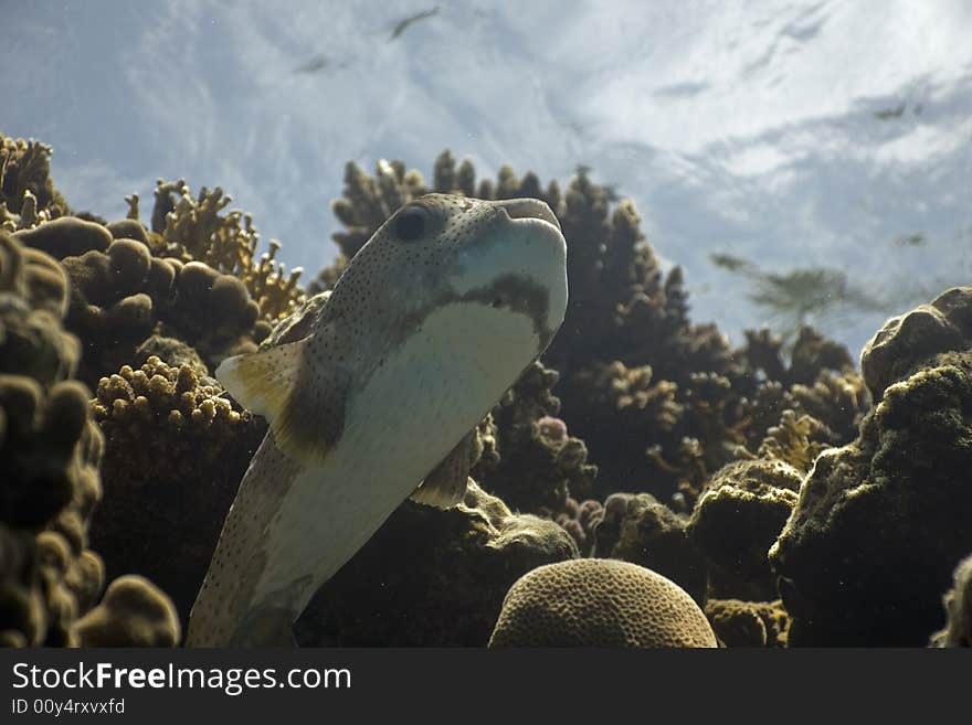 Porcupinefish (diodon hystrix) taken in the Red Sea.