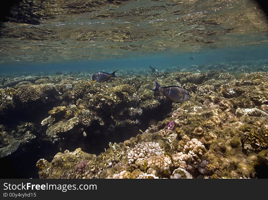 Coral and fish taken in the Red Sea.