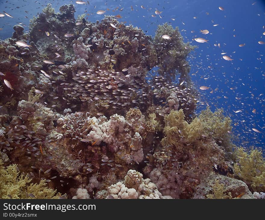 Coral and fish taken in the Red Sea.