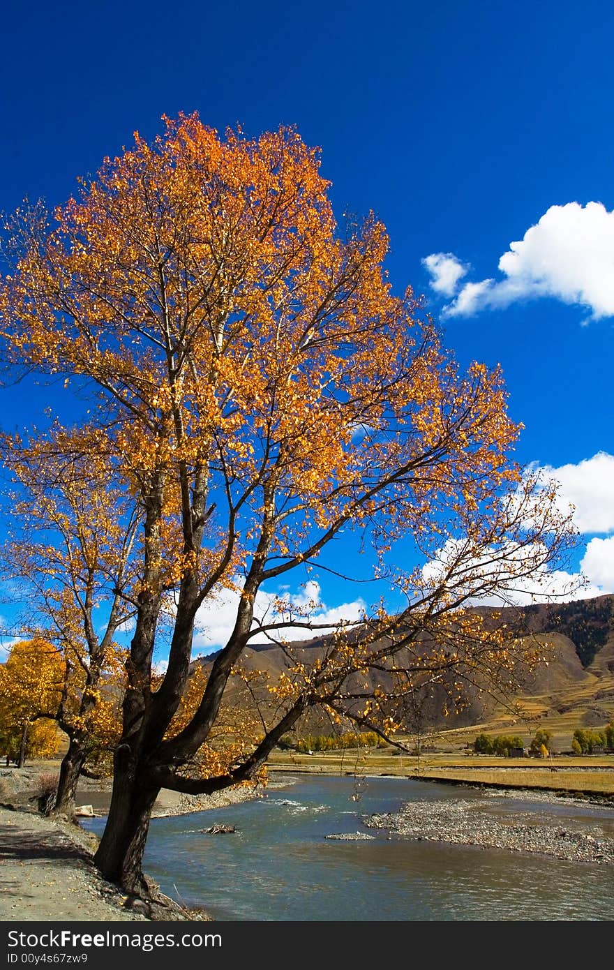 This is gold tree in tibet altiplano