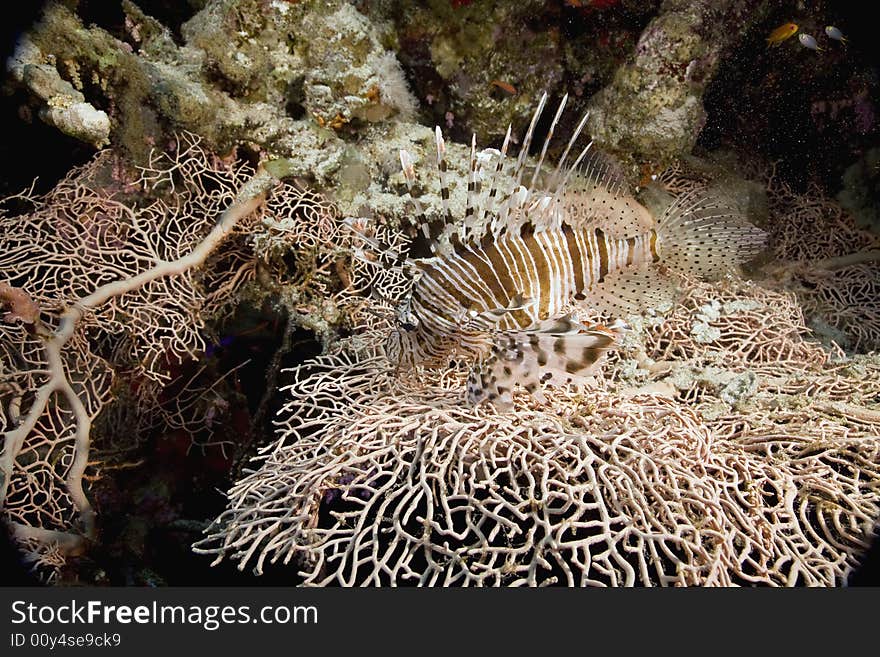 Comon lionfish (pterois miles) taken in the Red Sea.