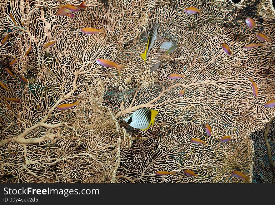 Seafan, coral and fish taken in the Red Sea.