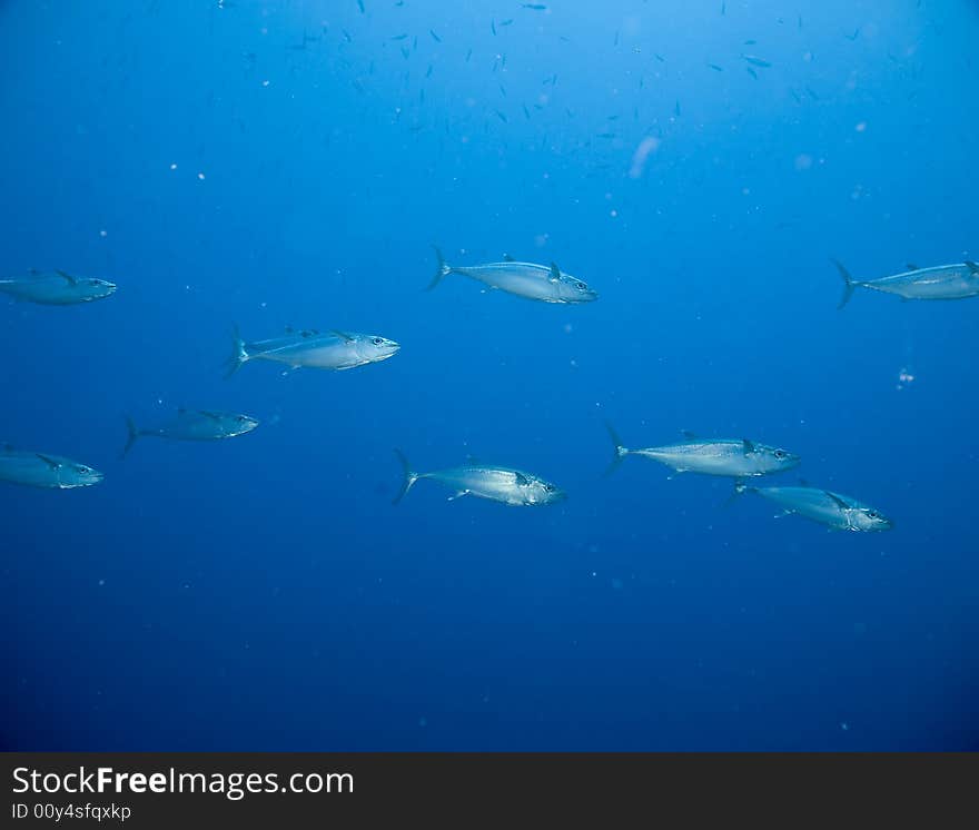 Spanish mackerel (scomberomorus commerson)