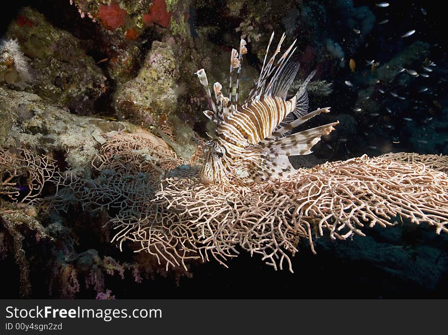 Comon lionfish (pterois miles) taken in the Red Sea.