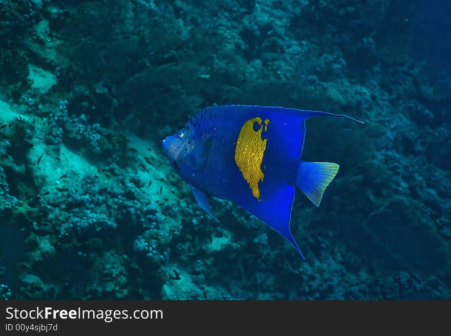 Red Sea Angelfish (Pomacanthus maculosus) taken in the Red Sea.