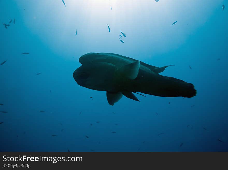 Napoleon wrasse (cheilinus undulatus) taken in the Red Sea.