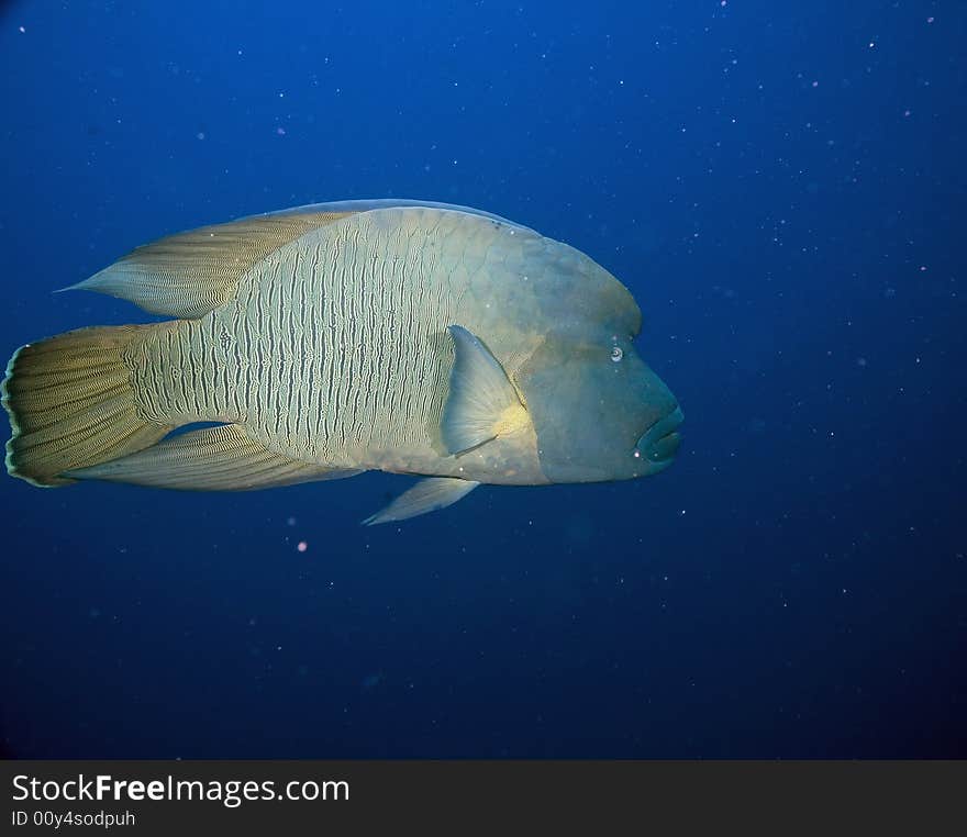 Napoleon wrasse (cheilinus undulatus) taken in the Red Sea.