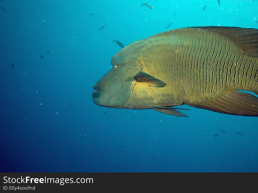 Napoleon wrasse (cheilinus undulatus) taken in the Red Sea.