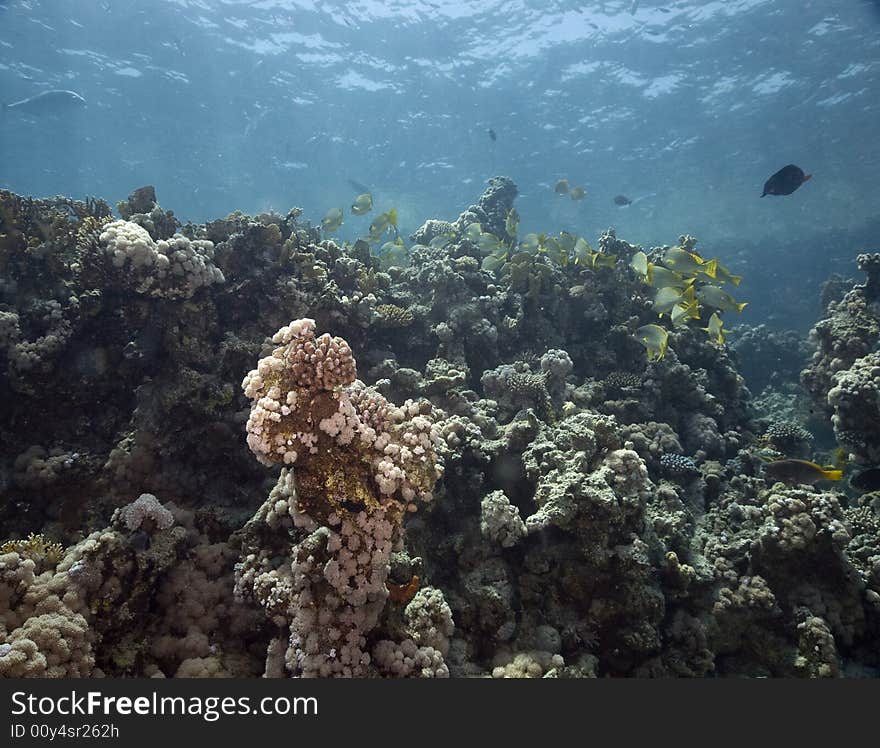 Coral and fish taken in the Red Sea.