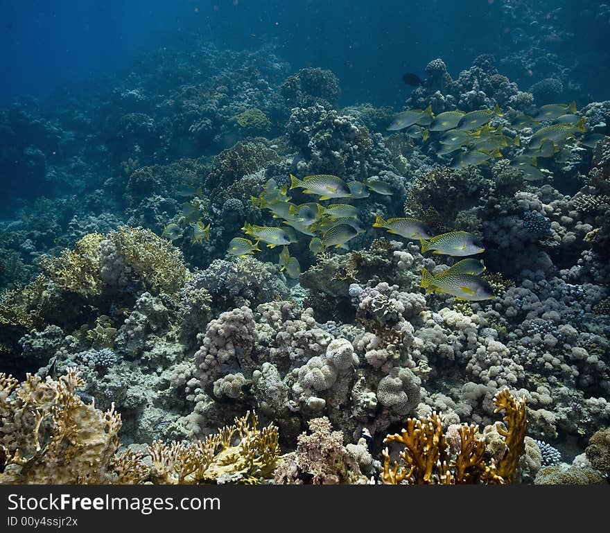 Blackspotted sweetlips (plectorhinchus gaterinus) taken in the Red Sea.