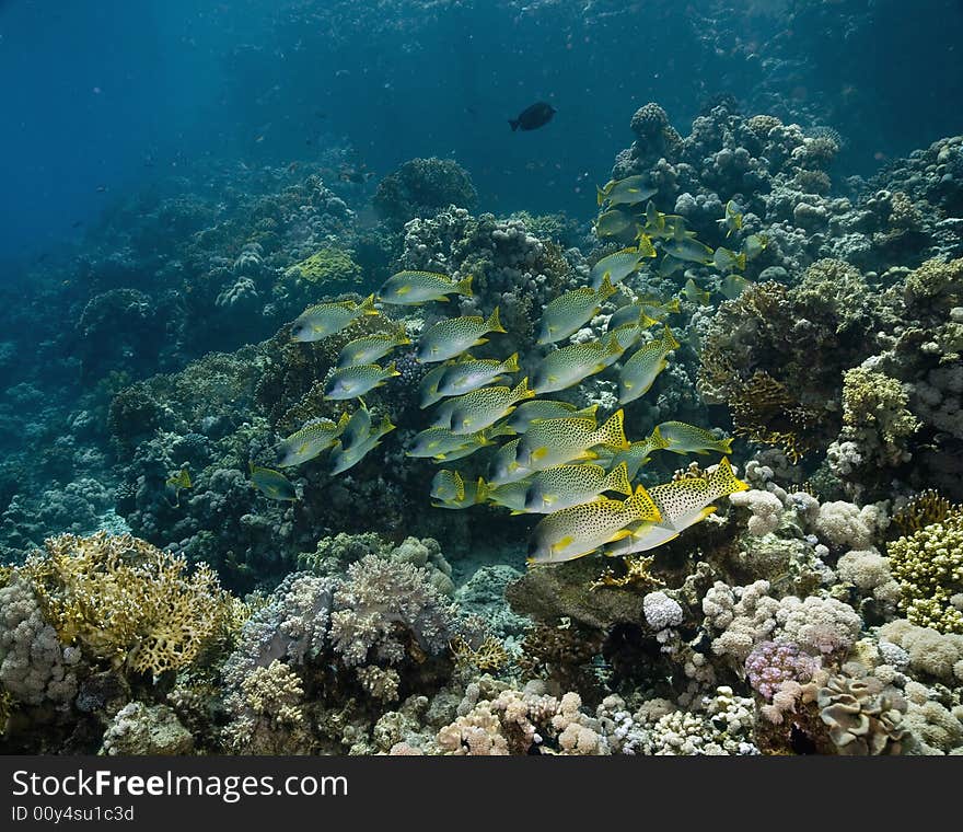 Blackspotted sweetlips (plectorhinchus gaterinus) taken in the Red Sea.