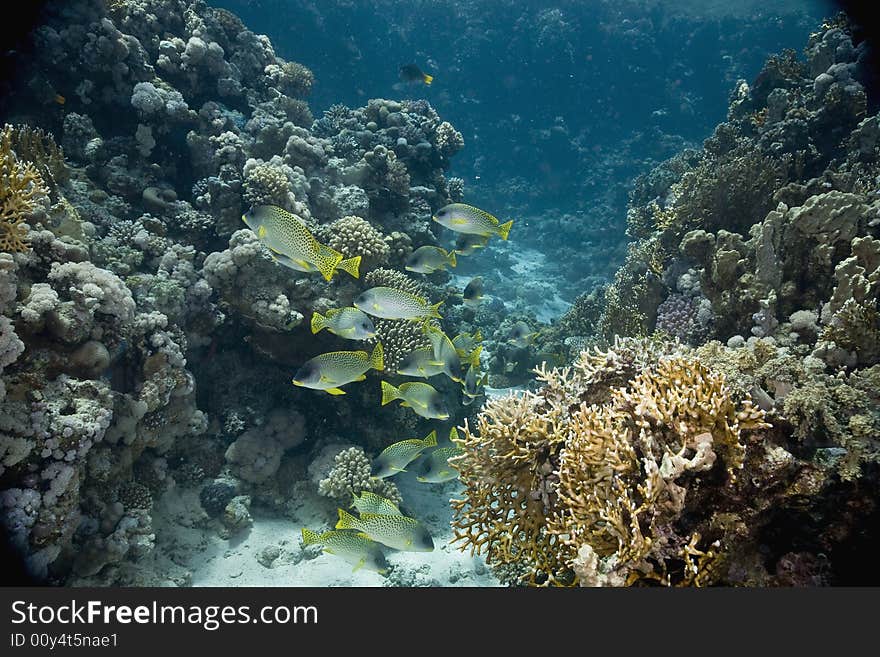 Blackspotted sweetlips (plectorhinchus gaterinus) taken in the Red Sea.