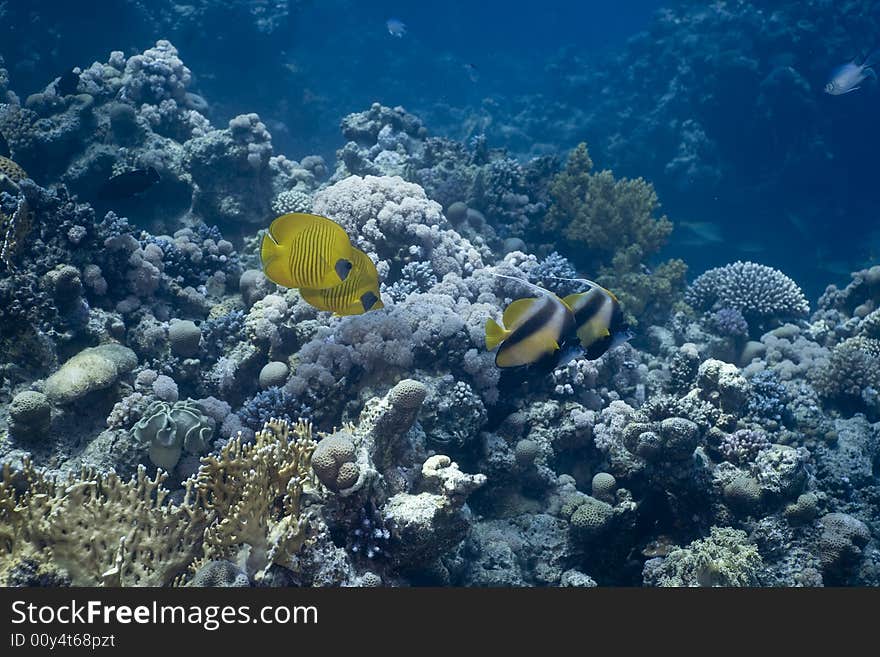 Coral and fish taken in the Red Sea.