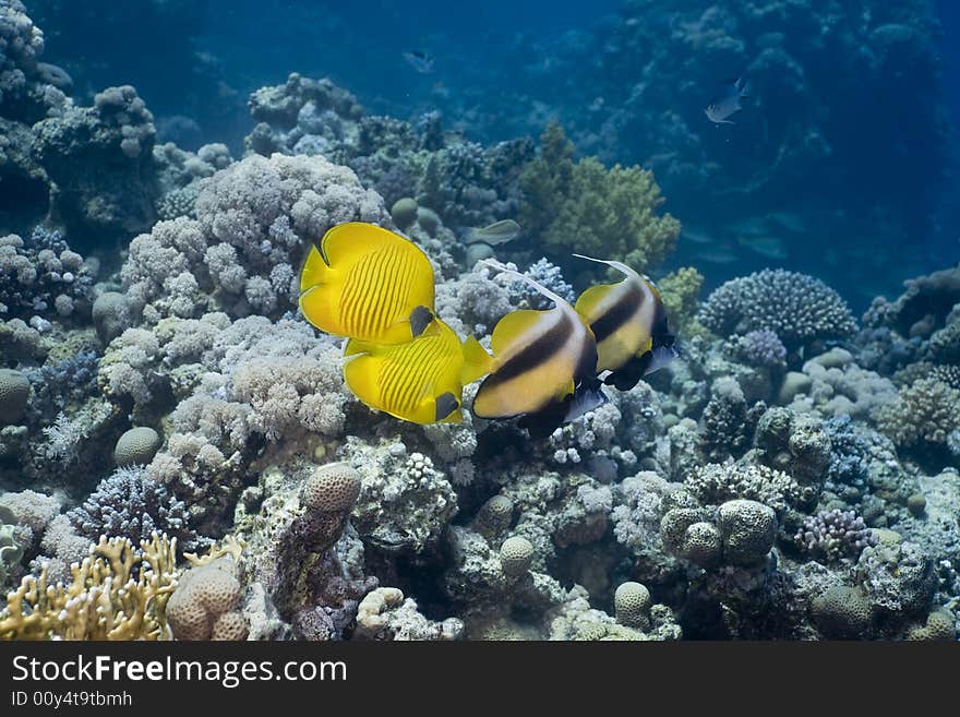 Masked butterflyfish duo (chaetodon semilarvatus) and red sea bannerfish (heniochus intermedius) taken in the Red Sea. Masked butterflyfish duo (chaetodon semilarvatus) and red sea bannerfish (heniochus intermedius) taken in the Red Sea.